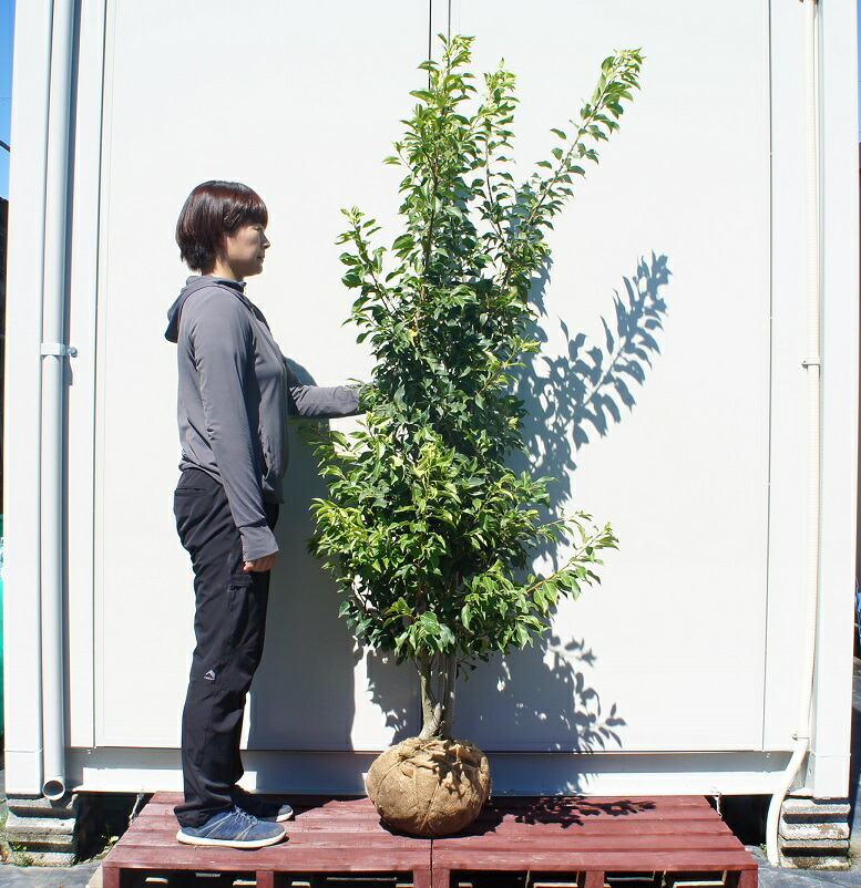 送料無料 150cm シンボルツリー 常緑樹 和風 庭木 大型 植木 ソヨゴ株立ち 樹高1 5m前後 Pnima Magazine Co Il