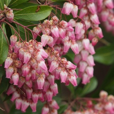 楽天市場 60cm ピンク 庭木 花木 馬酔木 植木 常緑樹 アセビ ピンク 樹高0 6ｍ前後 グリーンｐｅａｃｅ