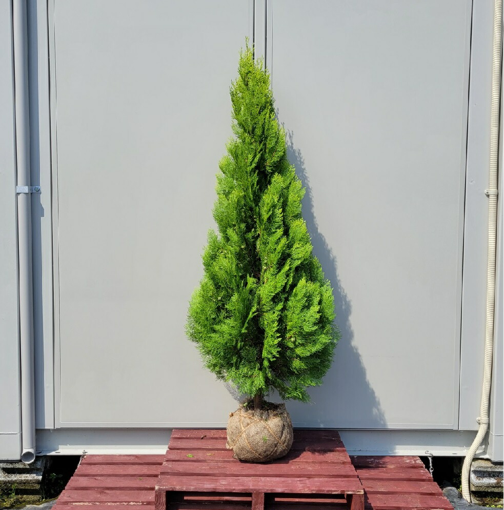 送料無料 150cm 人気シンボルツリー 常緑樹 庭木 大型