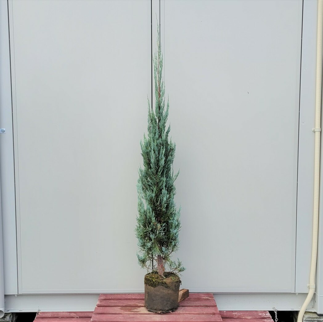 楽天市場 送料無料 150cm おしゃれ シンボルツリー 生垣 庭木 洋風 植木 常緑樹 大型 コニファー ブルーエンジェル 樹高1 5ｍ前後 グリーンｐｅａｃｅ