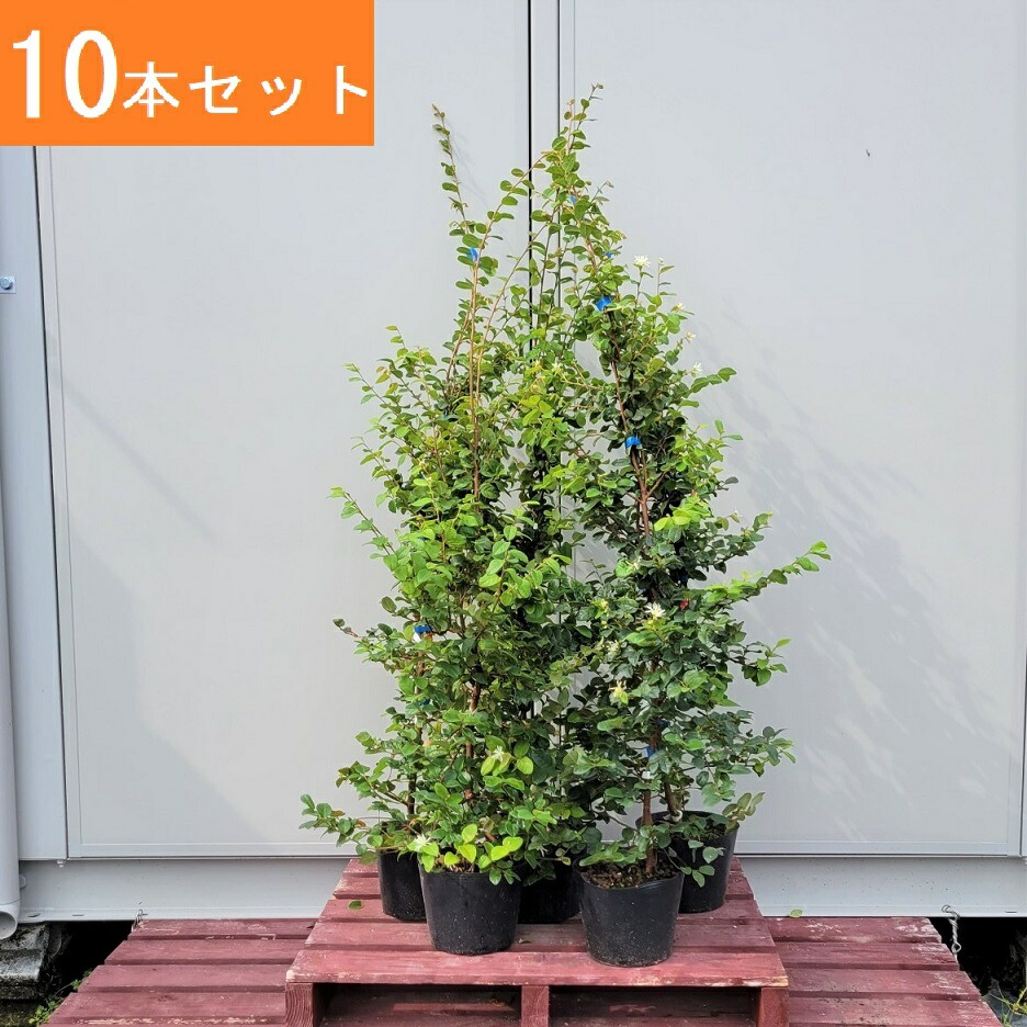 輸入 1cm 10本セット 庭木 植木 人気生垣 常緑樹 Show Clementjacques Ca