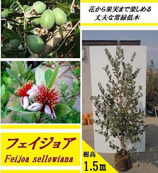 7-6果樹【フェイジョア】樹高約76cm【送料込み】 61nwQrsOpdL._UF1000,1000_QL80_.jpg