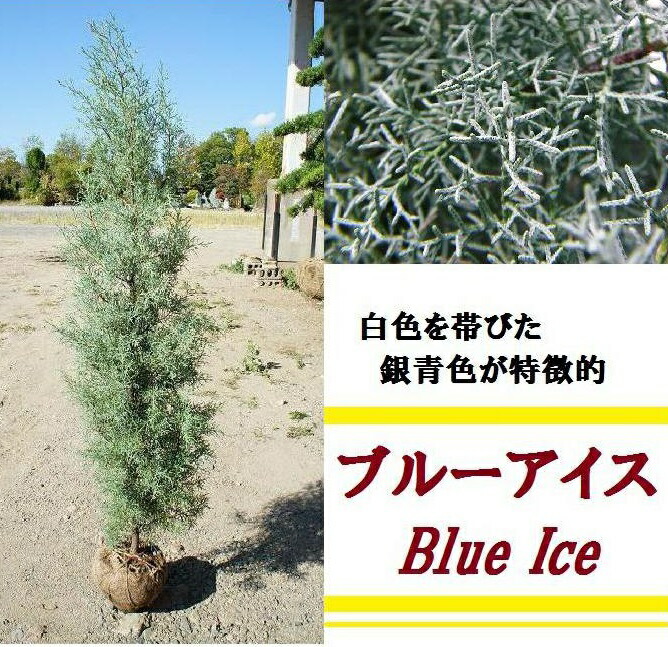 楽天市場 100cm おしゃれ シンボルツリー 生垣 庭木 洋風 植木 常緑樹 コニファー ブルーアイス 樹高1 0ｍ前後 グリーンｐｅａｃｅ