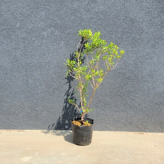 楽天市場 60cm 生垣 庭木 常緑樹 マートル ハーブ 植木 ギンバイカ 樹高0 6ｍ前後 グリーンｐｅａｃｅ