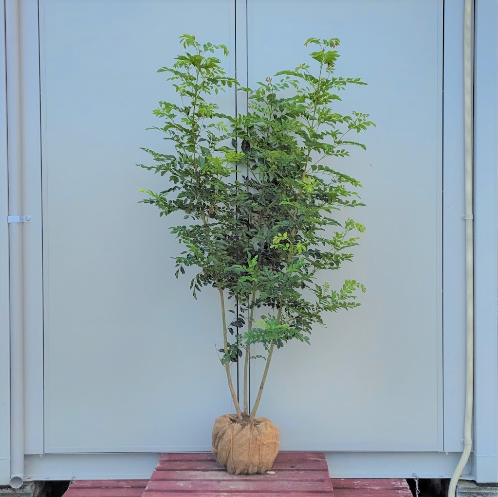 最大93 オフ 送料無料 150cm 人気シンボルツリー 庭木 常緑樹 おしゃれ 大型 Nrockconstruction Com