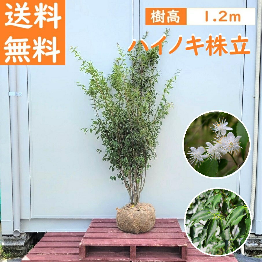 楽天市場】送料無料 180cm シンボルツリー 庭木 常緑樹 大型【ハイノキ株立 樹高1.8ｍ前後】 : グリーンＰＥＡＣＥ