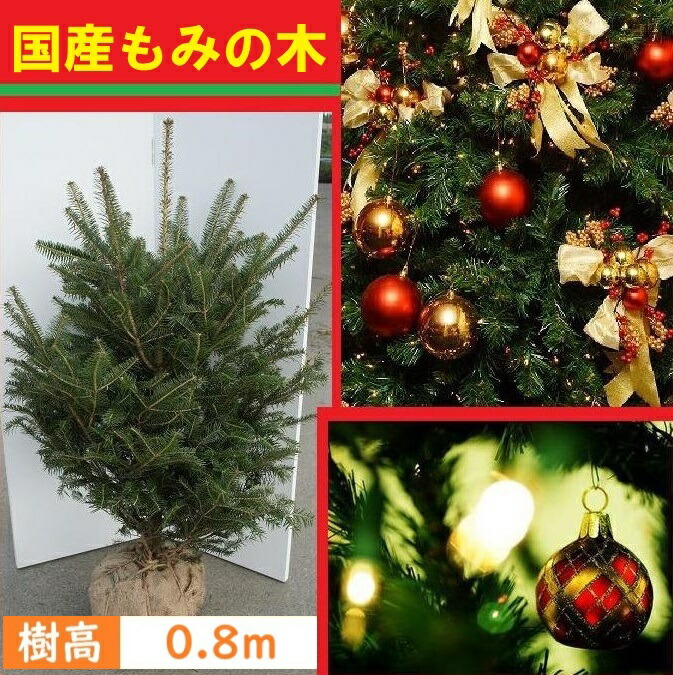 楽天市場】【現品発送】クリスマスツリーに！アカエゾマツ樹高1.3-1.4m