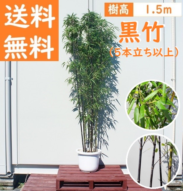 楽天市場】◇≪黒竹・180≫◇10号鉢植え◇クロチク◇クロタケ◇（L