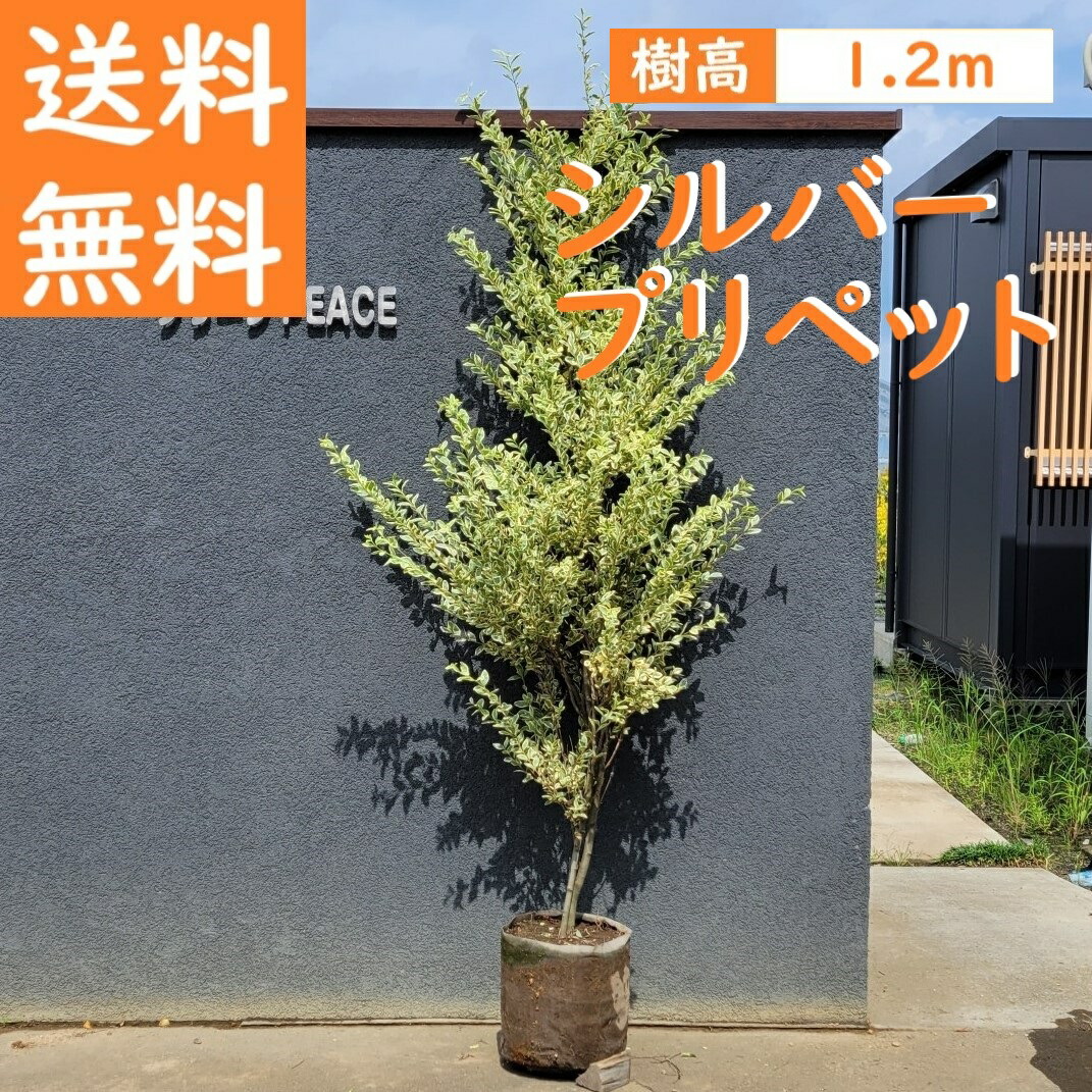 ラ*チ様 ココスヤシシルバーリーフ【極太】葉先170cm幹回り50cm 幹高20 ラ*チ様 ココスヤシシルバーリーフ【極太】葉先170cm幹回り50cm 幹高