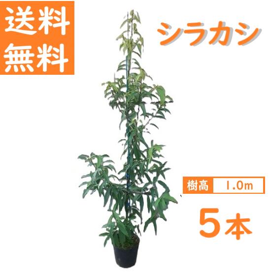 送料無料 100cm 5本セット シンボルツリー 庭木 生垣 常緑樹 どんぐり【シラカシ『5本セット』 樹高1.0m前後】