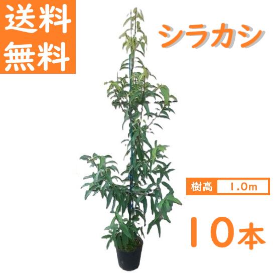 送料無料 100cm 10本セット シンボルツリー 庭木 生垣 常緑樹 どんぐり【シラカシ『10本セット』 樹高1.0ｍ前後】
