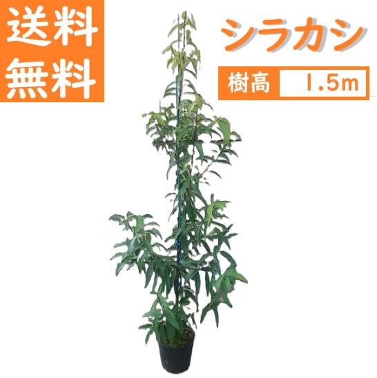 貨物輸送無料 150糎 符牒天然木 庭木 生け垣 常緑樹 どんぐり【シラカシ 樹高1.5ｍ前後】