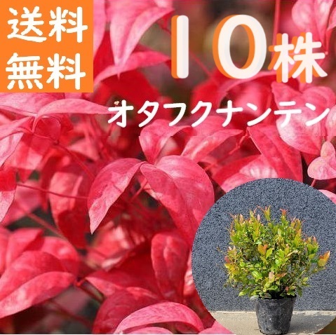貨物輸送無料 20糎 25糎 10本書き割り 庭木 植木 競技場取りまかなう 常緑樹 南天【オタフクナンテン『10本書き割り』 樹高0.2～0.25糎】