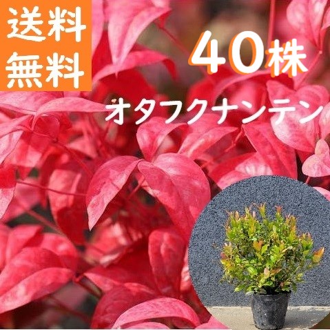 送料無料 20cm 25cm 40本セット 庭木 植木 グランドカバー 常緑樹 南天【オタフクナンテン『40本セット』 樹高0.2～0.25cm】｜グリーンＰＥＡＣＥ 20,235円