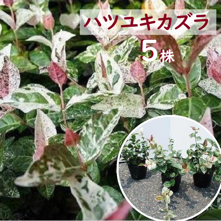 アトラスシーダー　グラウカ 楽天市場】接木個体です 商品画像がイメージです 】アトラス