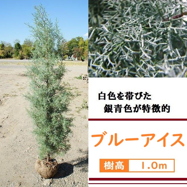 楽天市場】100cm おしゃれ 庭木 シンボルツリー 生垣 洋風 植木