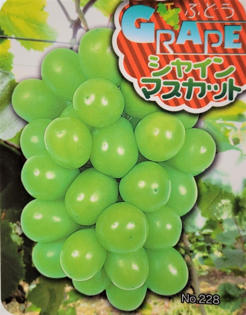 ぶどう10枚 楽天市場】JAフーズおおいた つぶらなブドウ 190g ボトル缶 30本