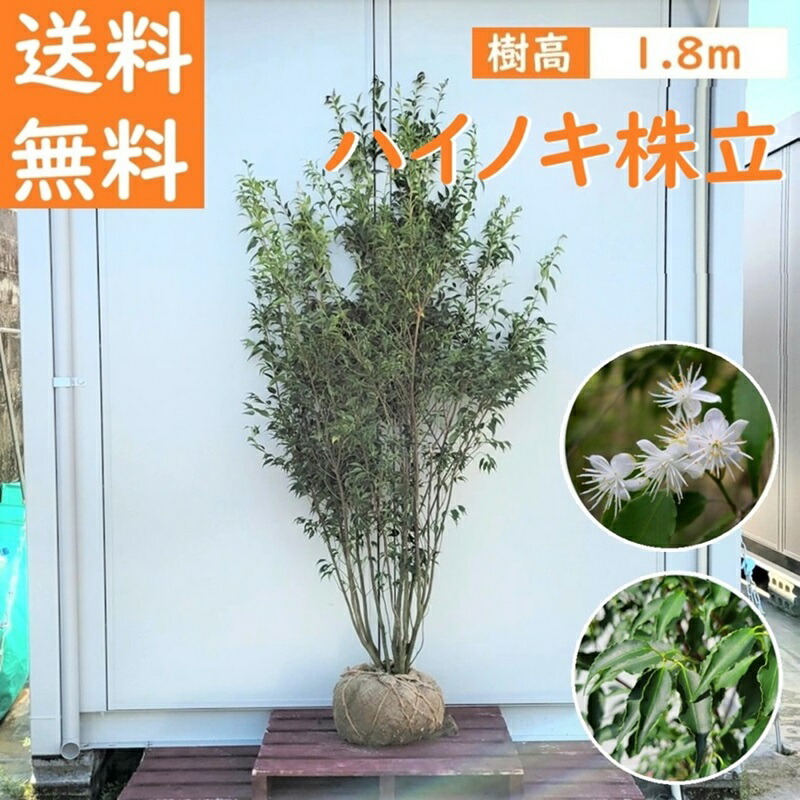 楽天市場】送料無料 120cm シンボルツリー 庭木 常緑樹 植木【ハイノキ株立 樹高1.2ｍ前後】 : グリーンＰＥＡＣＥ