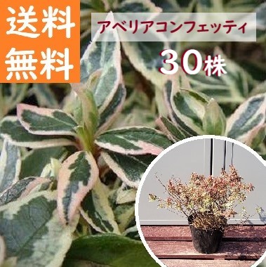 送料無料 20cm 30本セット グランドカバー 下草 庭木 洋風 植木 常緑樹【アベリア･コンフェッティ『30本セット』 樹高0.2m前後】