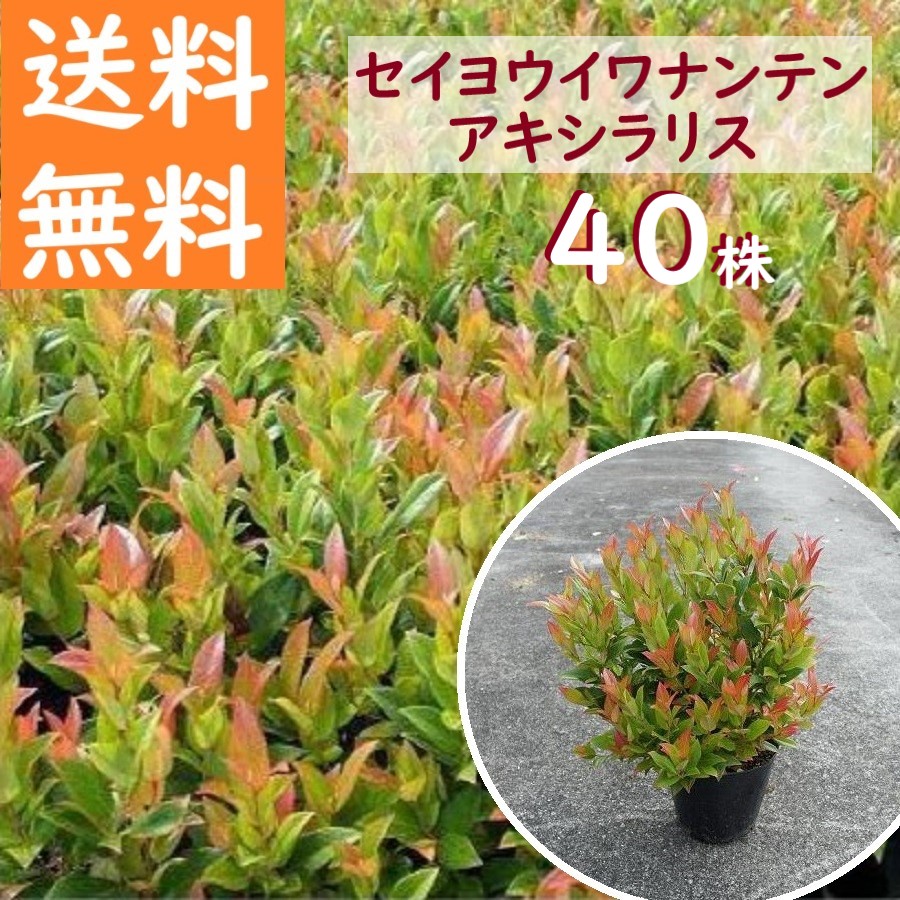 送料無料 30cm 40本セット グランドカバー 下草 庭木 洋風 常緑樹【セイヨウイワナンテン“アキシラリス”40本セット 樹高0.3m前後】 11,261円
