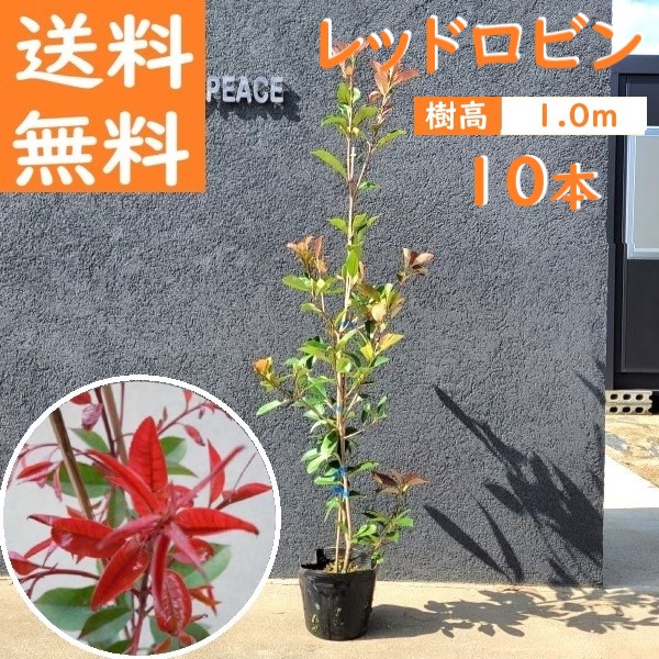 楽天市場】120cm 5本セット 庭木 植木 人気生垣 シンボルツリー