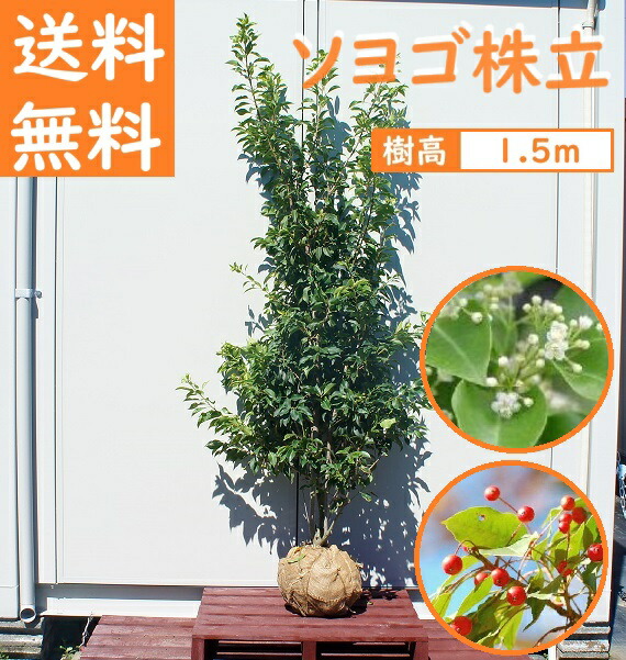 楽天市場】送料無料 150cm シンボルツリー 庭木 常緑樹 収穫果樹 大型【フェイジョア 樹高1.5m前後】 : グリーンＰＥＡＣＥ