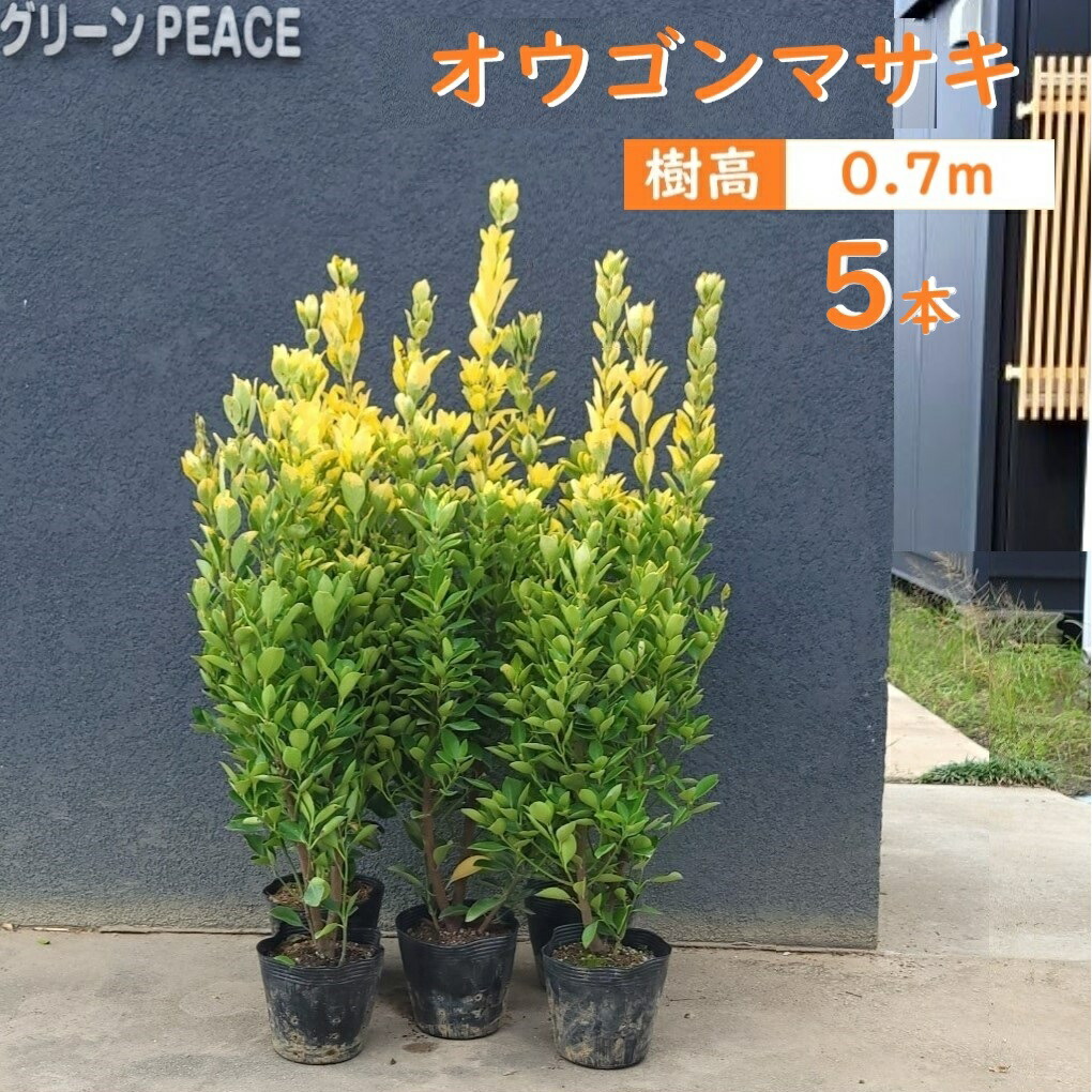 楽天市場】送料無料 70cm 10本セット 生垣 庭木 常緑樹 黄金