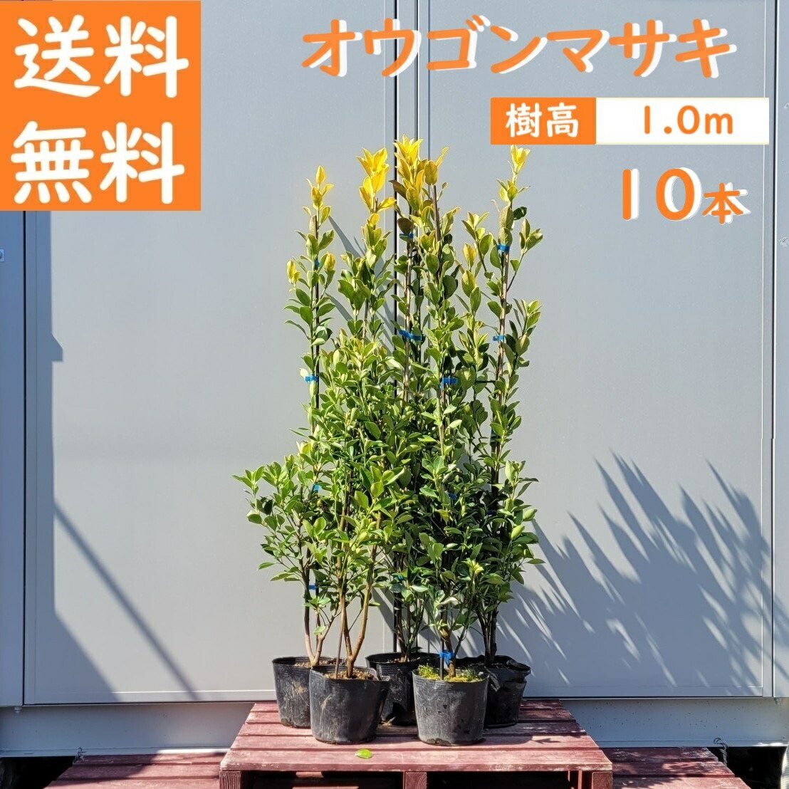貨物輸送無料 100珊 10本書き割り 生け垣 庭木 常緑樹 先だつもの【オウゴンマサキ『10本書き割り』 樹高1.0m前後】