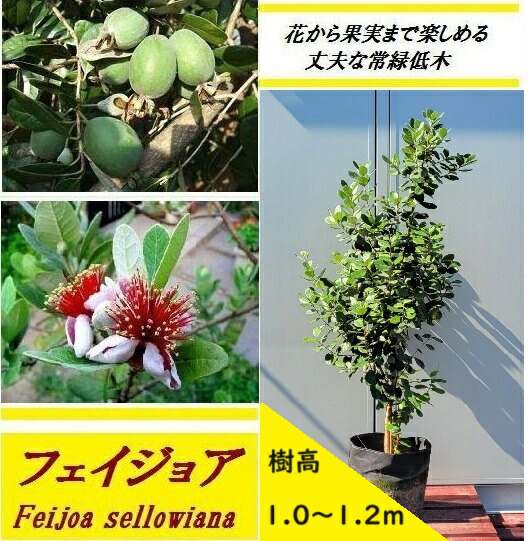 7-3果樹【フェイジョア】樹高約80cm【送料込み】 果樹