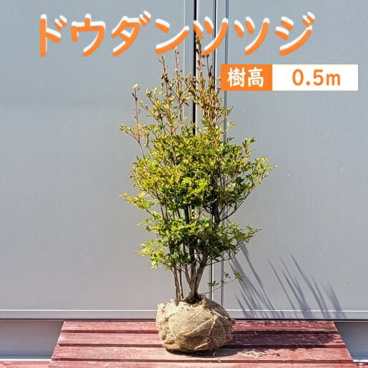 楽天市場】ドウダンツツジ 苗木 樹高約70cm 《根巻き苗、花、紅葉が