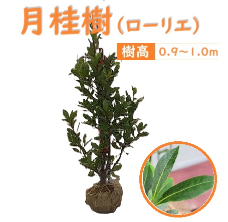 月桂樹さん専用 楽天市場】庭木・植木 月桂樹（ゲッケイジュ、ローリエ