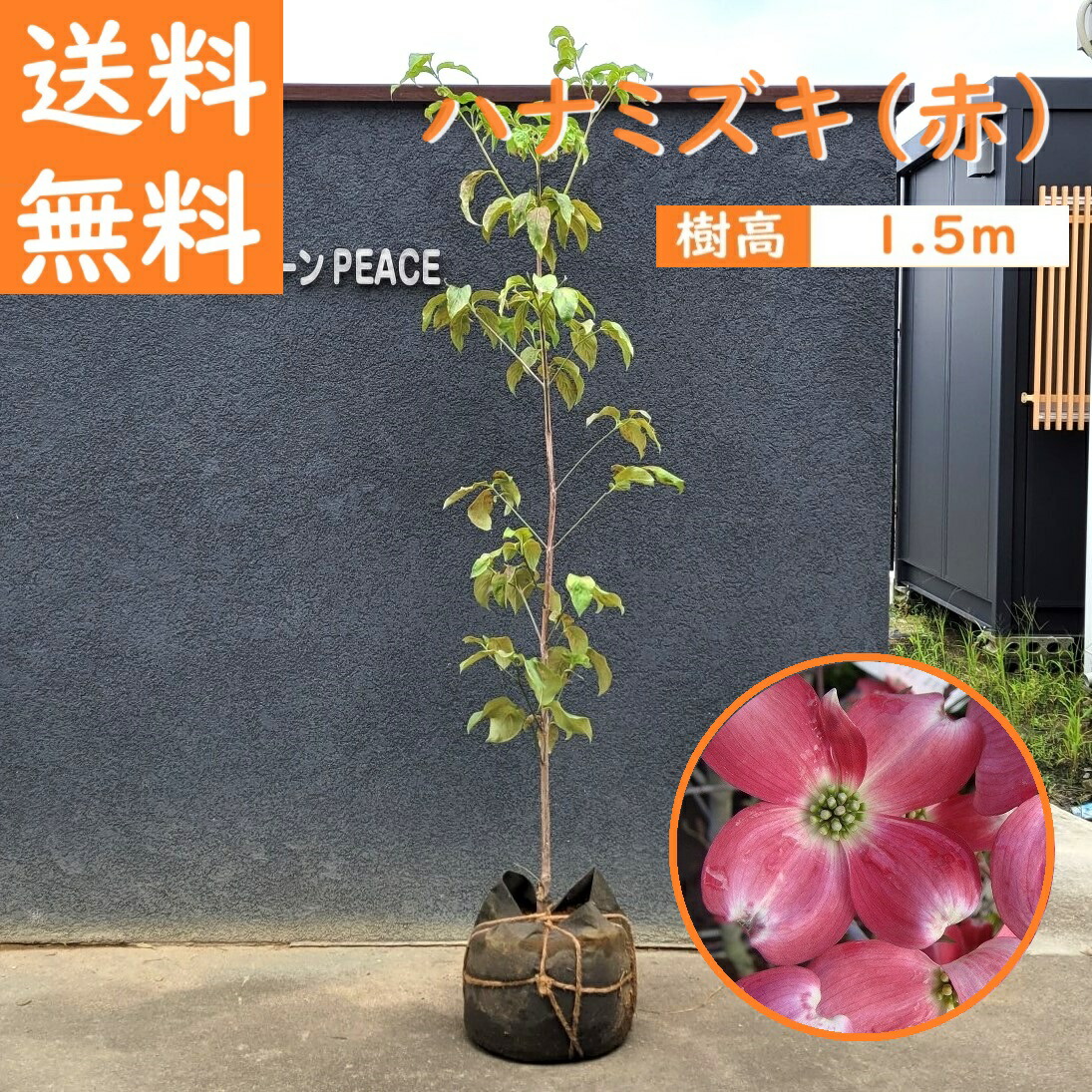 楽天市場】送料無料 150cm 2本セット シンボルツリー 生垣 庭木 楽天市場】送料無料 150cm 2本セット シンボルツリー 生垣 庭木