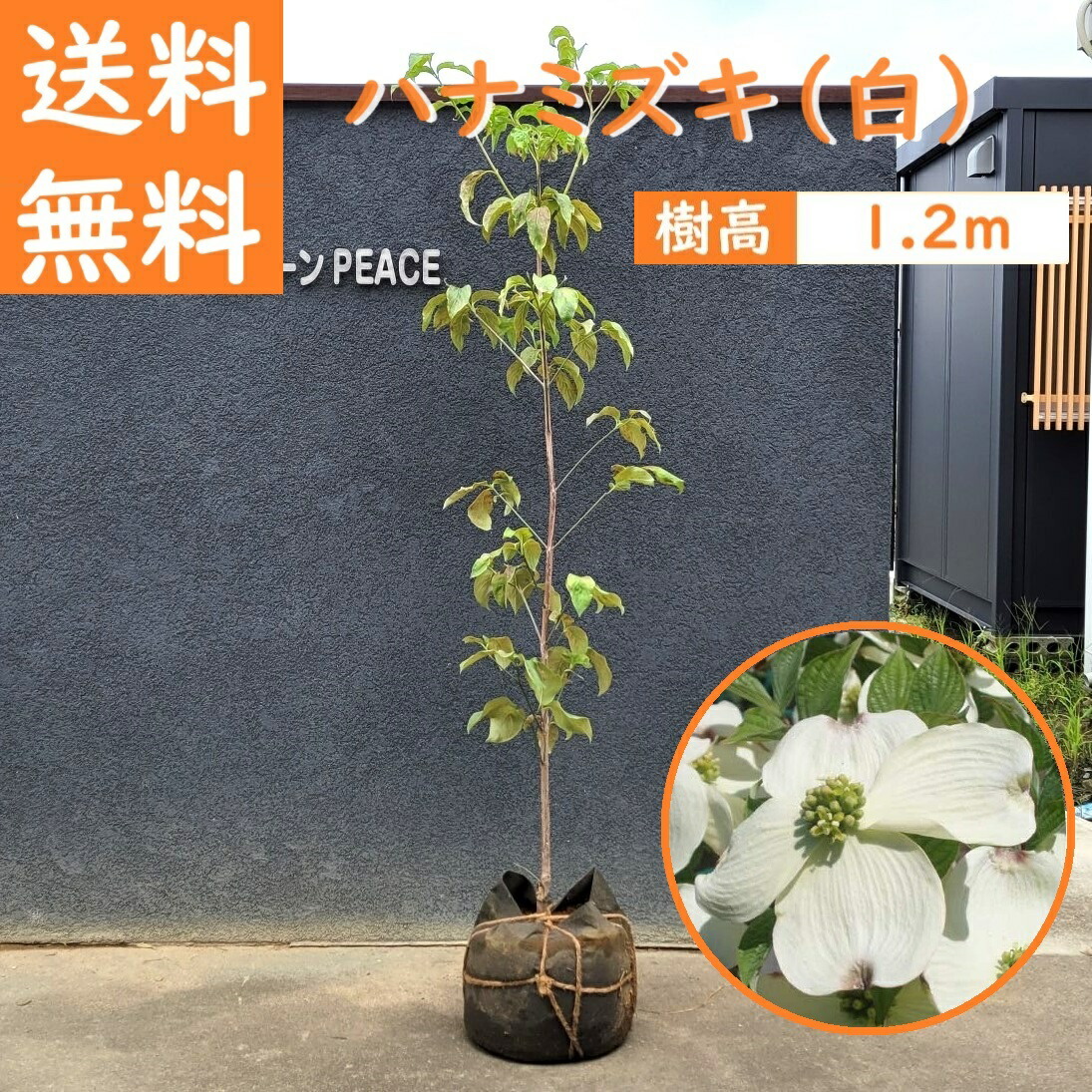 記念樹などに ハナミズキ 白系 ※品種不明 468 樹高1.8m位 人気樹 花芽 記念樹などに ハナミズキ 白系 ※品種不明 468 樹高1.8m位 人気樹