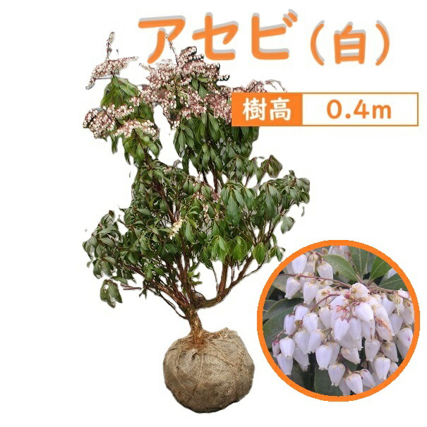 馬酔木、赤花アセビ『庭木用』『樹高約250㌢』 綺麗な樹形。近畿地方のみ配達可能 楽天市場】60cm ピンク 庭木 花木 馬酔木 植木 常緑樹【アセビ