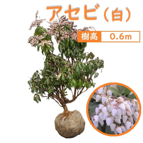 楽天市場】40cm 白 シンボルツリー 庭木 花木 馬酔木 植木 常緑樹