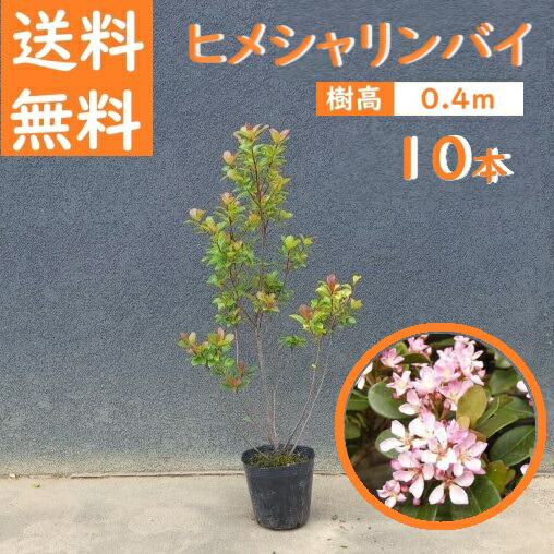 40糎 10本書き割り 生け垣 包みかくし 符帳天然木 庭木 常緑樹【ヒメシャリンバイ『10本書き割り』 樹高0.4m前後】
