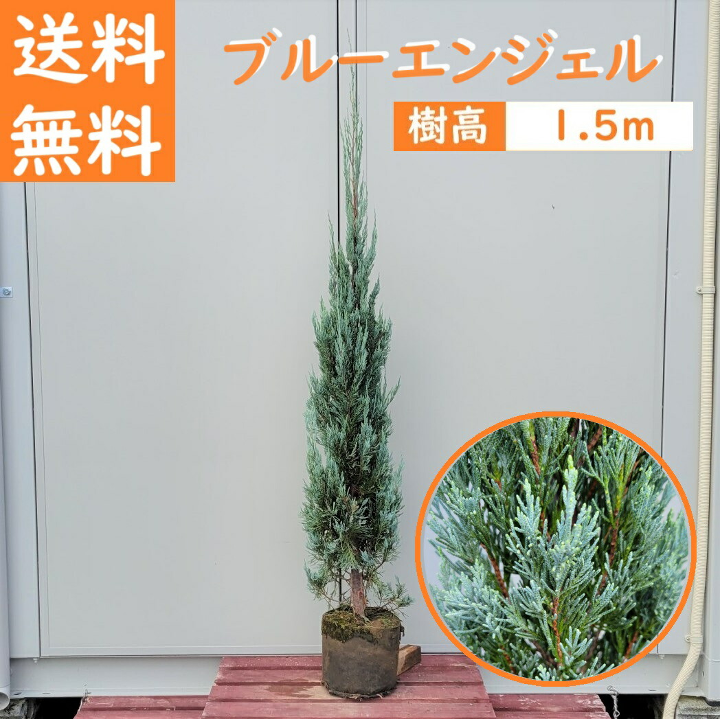 【楽天市場】送料無料 120cm 2本セット シンボルツリー 生垣 庭木 洋風 植木 常緑樹【コニファー(ブルーエンジェル)『2本セット』樹高1.2ｍ前後】  : グリーンＰＥＡＣＥ