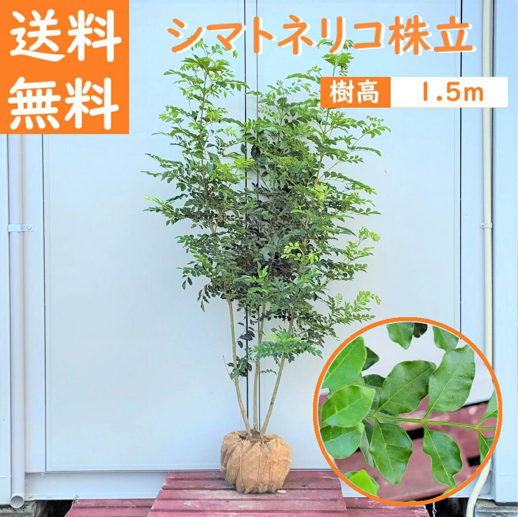Amazon.co.jp: グリーンライフ ポスト 壁掛け 屋外 A4封筒対応