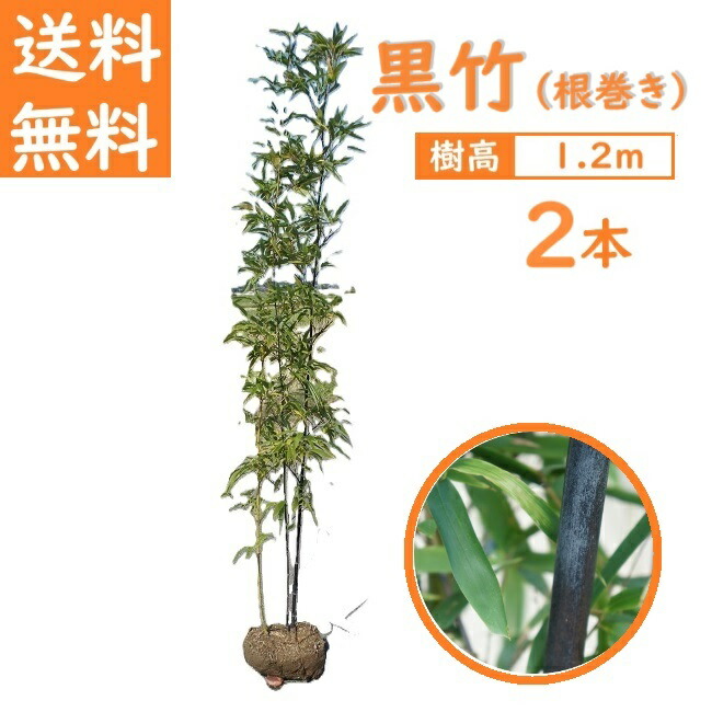 ⭐️【全国送料無料】定価8！！ 造園セット (黒竹10本と大理石の囲い  