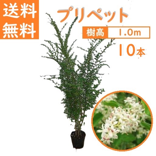 送料無料 100cm 10本セット 生垣 庭木 半落葉 洋風 植木【プリペット『10本セット』 樹高1.0m前後】