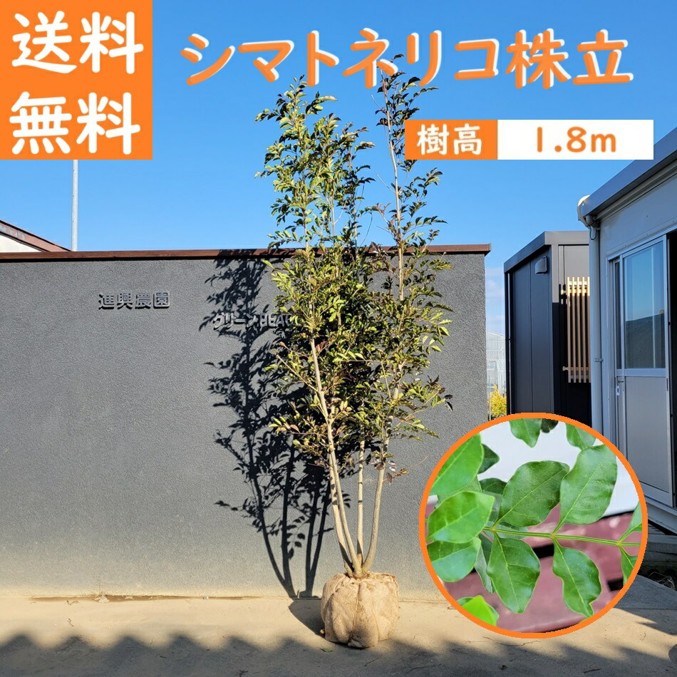 楽天市場】150cm シンボルツリー 庭木 落葉樹 初心者 大型 楽天市場】150cm シンボルツリー 庭木 落葉樹 初心者 大型
