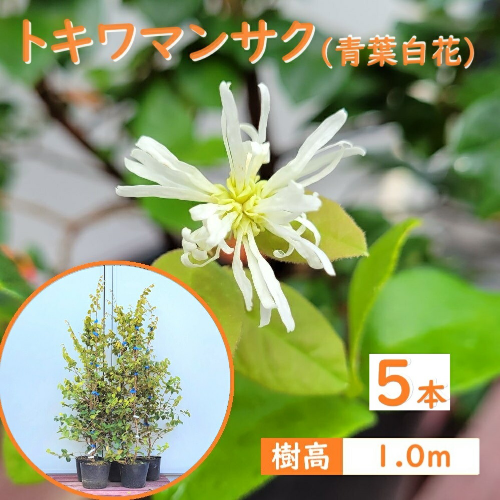 トキワレンゲ 白玉木蓮 植木 トキワレンゲ 白玉木蓮 植木 トキワレンゲ