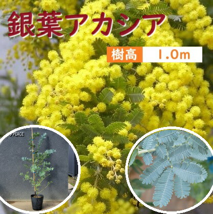 楽天市場】ミモザ 苗【ミモザアカシア】約1.7m プラスチック鉢植え苗木
