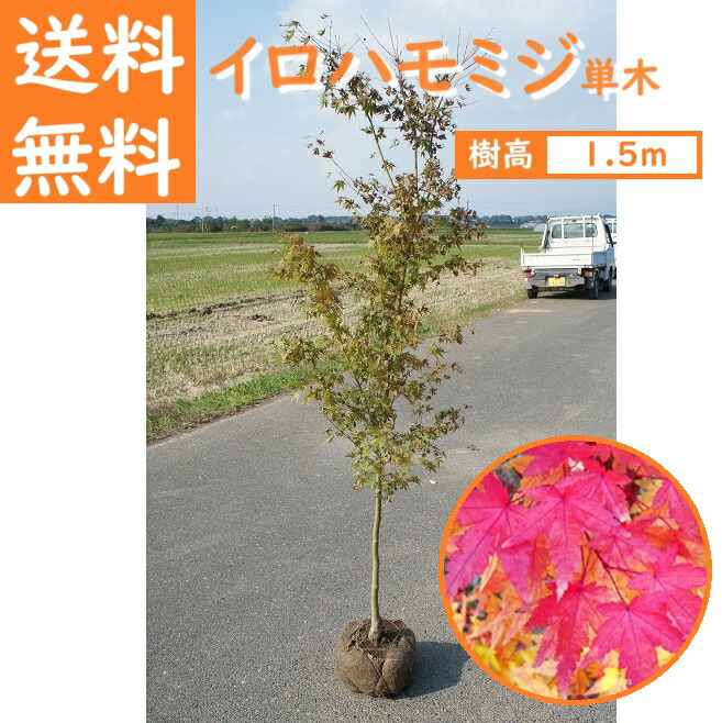もみじ モミジ スケーターズ 4号 接ぎ木1年生｜花木10-TU