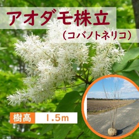150cm シンボルツリー 庭木 落葉樹 初心者 大型【アオダモ(コバノトネリコ)株立　樹高1.5ｍ前後】 14,738円