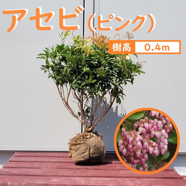 楽天市場】60cm ピンク 庭木 花木 馬酔木 植木 常緑樹【アセビ(ピンク