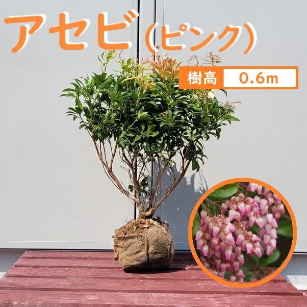 多様な 馬酔木、赤花アセビ『庭木用』『樹高約250㌢』 綺麗な樹形。近畿 常緑樹