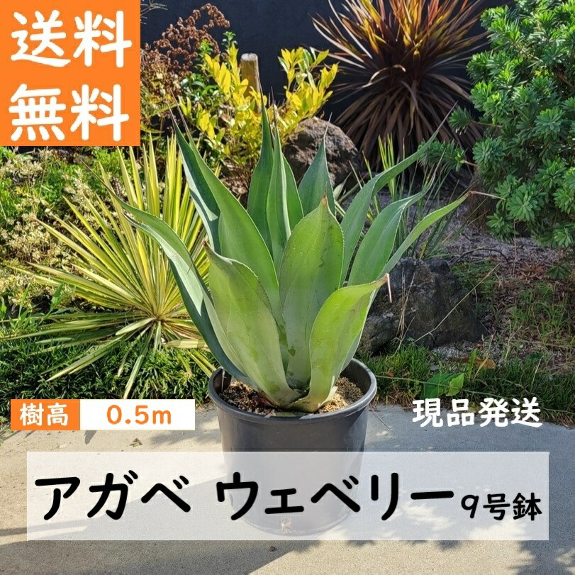 tora　アガベ　ウェベリー　agave weberi warlord 楽天市場】アガベ・ウエベリー（ウェベリー）Agave weberi. 別名