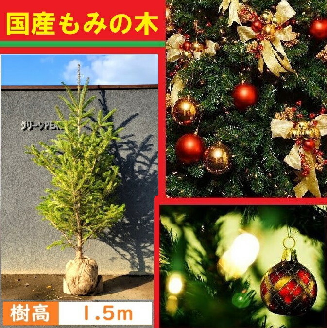 楽天市場】モミの木 【もみの木高さ2.5メートル】クリスマスツリーに