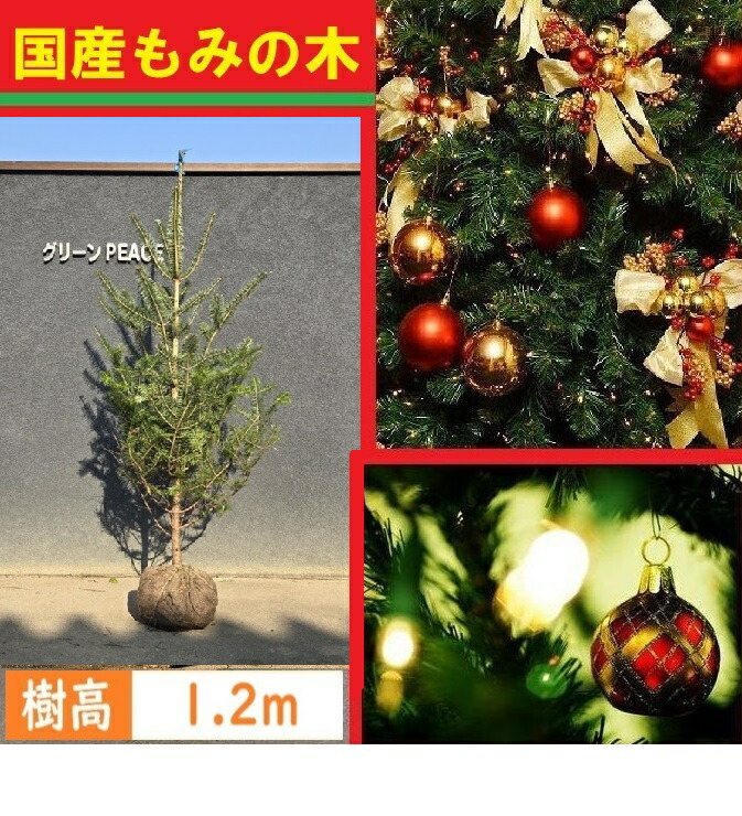 もみの木 モミの木 苗木 ウラジロモミノキ 145cm❗クリスマスツリー 針葉樹 楽天市場】【現品発送】もみの木(ウラジロモミノキ)樹高0.9-1.1m